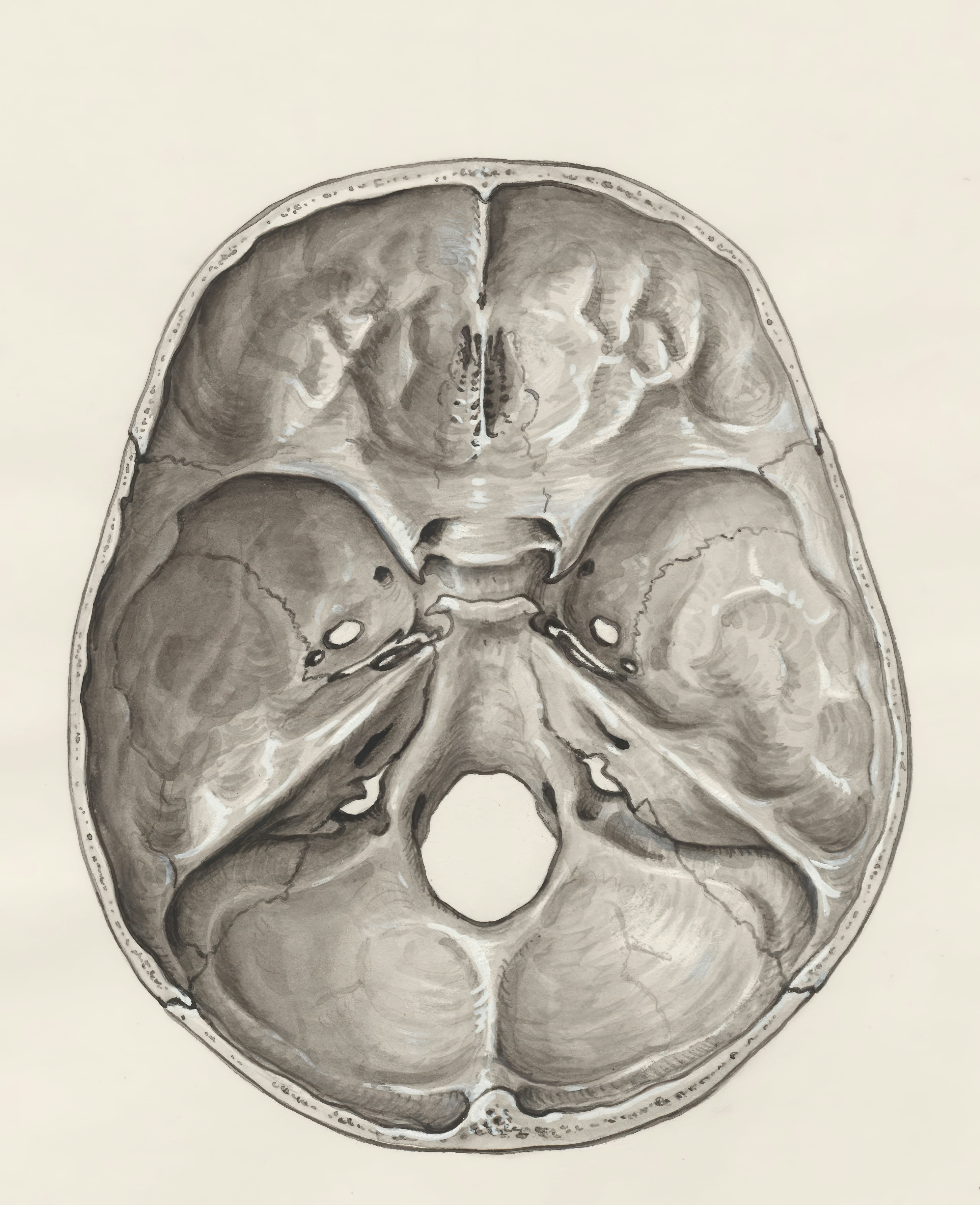 a drawing of a human brain